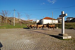 The old square, with pelourinho or parish marker, as farmer transports cows to better grazing