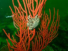 Basket star Astrocladus euryale at the Drop Zone in north eastern False Bay