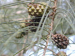 Bungbunga ti Casuarina equisetifolia