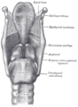 Lligaments de la laringe. Vista posterior.