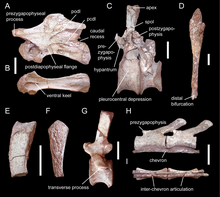 Photos of vertebrae