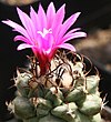 Turbinicarpus alonsoi