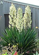 Yucca