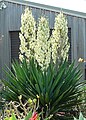 Yucca filamentosa