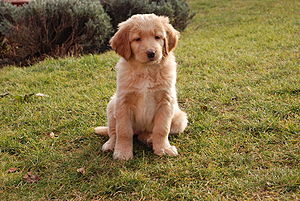 Su nombre es Buddy Bodlina; vive en la calle Sklin número 85. Aliado en la Wikipedia. Código: VERDE7.