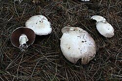 Girinis pievagrybis (Agaricus silvicola)