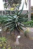 Aloe ferox.