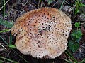 Amanita rubescens