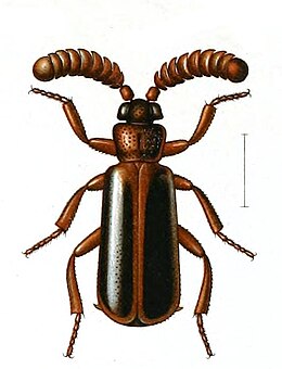 Arthropterus wilsoni.jpg