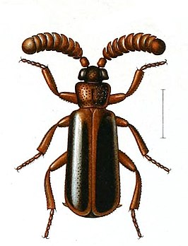 Arthropterus wilsoni