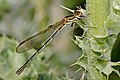 Image 15 Metallic Ringtail Photo credit: Fir0002 A female Metallic Ringtail (Austrolestes cingulatus), an Australian damselfly, eating its prey. Each abdominal segment is marked by a pale "ring"; this combined with its glossy metallic coloration give the insect its common name. More selected pictures