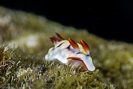 Chromodoris conchyliata