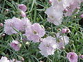 Pinkster graffiaot (Dianthus gratianopolitanus)