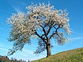 Pomlad, rastline zacvetijo in začno ponovno rasti.