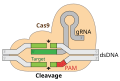 Shema postopka CRISPR