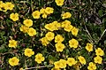 Öölanninpäivännouto (Helianthemum oelandicum)