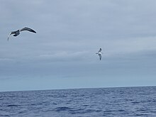 Drei Kapverdensturmvögel vor Madeira. Wahrscheinlich gehören sie zu der auf Bugio brütenden Unterart.