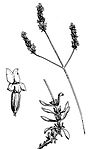 Schéma de la Lavandula latifolia