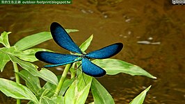 Matrona cyanoptera