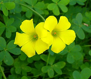 החמציץ הנטוי Oxalis pes-caprae הוא מין של גאופיט מהסוג חמציץ במשפחת החמציציים. המין גדל באופן טבעי בדרום אפריקה, אך יובא למקומות רבים ברחבי העולם בתור צמח נוי, וכיום הוא נפוץ באזורים נרחבים בתור מין פולש. המין נפוץ גם בישראל, בה הוא מתרבה רבייה וגטטיבית. הוא נקרא "חמציץ" בשל טעמו החמוץ.