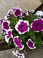 Purple petunias with a white border