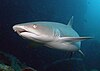 Whitetip reef shark