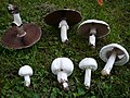 Agaricus arvensis