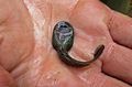 Image 32Ascaphus montanus tadpole (supine position), showing the large oral sucker (from Tailed frog)