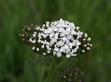 Budding flowers