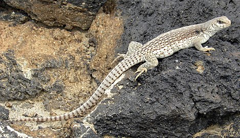 Iguana padang pasir (Dipsosaurus dorsalis) dari genus Dipsosaurus