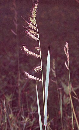 Paprastoji rietmenė (Echinochloa crus-galli)