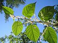 Křídlatka japonská (Reynoutria japonica)