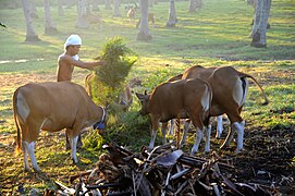 Bantengs domestiques (Bos domesticus) nourris à Bali.