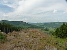 Ginsterkopf.jpg