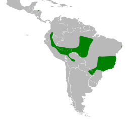 Distribución geográfica del chotacabras ocelado.