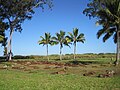 Central stones and coconut palms