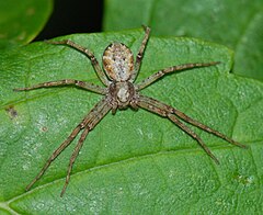 Description de l'image Philodromus cespitum 090801.jpg.