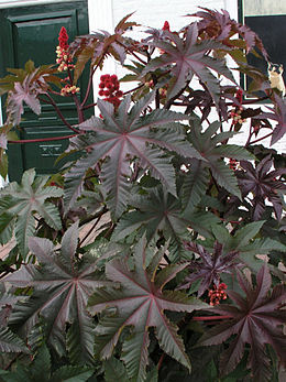 Ricinus