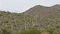 Een 'woud' van saguaro cactussen in de Tucson Mountains in Arizona