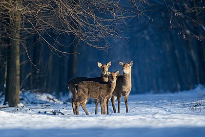 Cervos-sika (Cervus nippon) nas Montanhas Kremenets, região de Ternopil, Ucrânia. Também conhecido como cervo-manchado-do-norte ou cervo-japonês, é uma espécie de cervo nativa de grande parte do leste da Ásia e introduzida em outras partes do mundo. Anteriormente encontrado do norte do Vietnã até o Extremo Oriente Russo, agora é incomum, exceto no Japão, onde a espécie é superabundante. Seu nome vem de shika, a palavra japonesa para “cervo”. (definição 4 500 × 3 000)