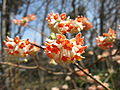 Edgeworthia chrysantha, native to China.