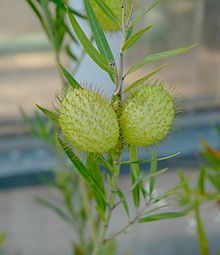 Asclepias fruticosa fruits.jpg