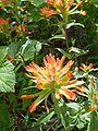 Castilleja (Indian paintbrush) on the Bear's Hump