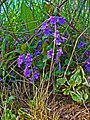 Glechoma hederacea