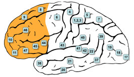 De laterale prefrontale cortex (DLPFC en VLPFC) omvat een deel van gebied 8 en gebieden 9, 10, 44, 45, 46 en 47 van Brodmann. Gebied 11 wordt de cortex orbitofrontalis genoemd