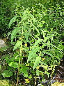 Lysimachia thyrsiflora002.jpg