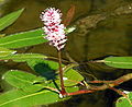 Rdesno obojživelné (Persicaria amphibia)