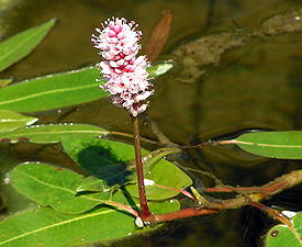 Persicaria amphibia