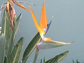 Strelitzia reginae