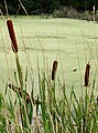 Cattail